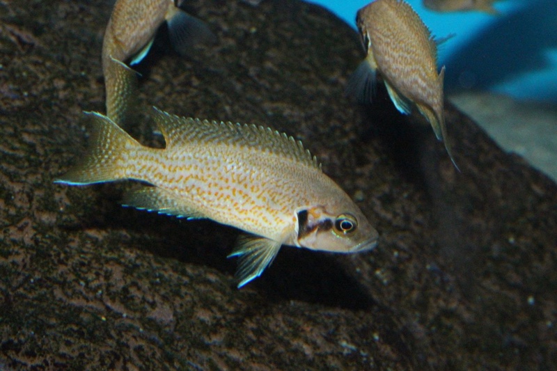 Neolamprologus helianthus